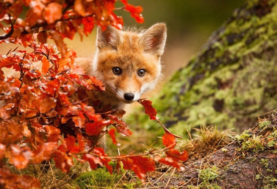 PHOTOWALL / Fox (e311077)