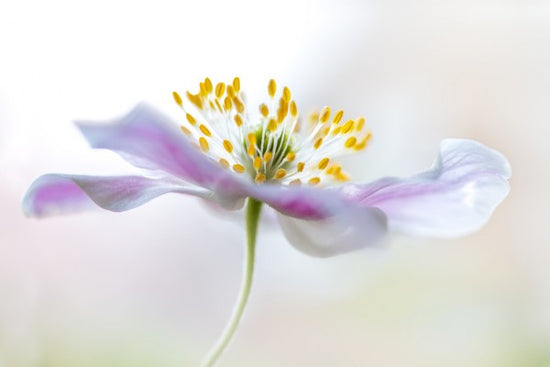 PHOTOWALL / Wood Anemone (e311088)