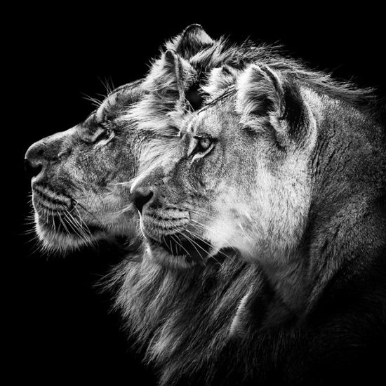 PHOTOWALL / Lion and Lioness Portrait (e311122)