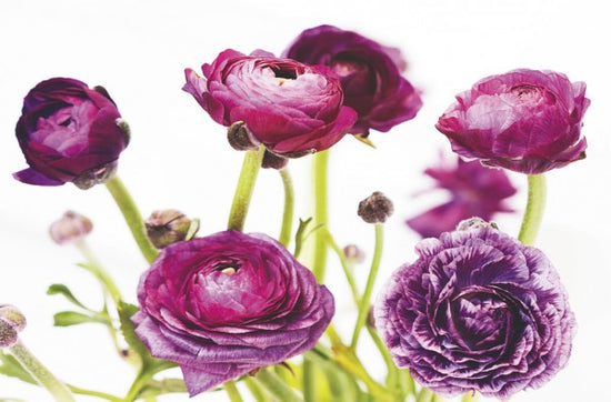 PHOTOWALL / Spring Ranunculus III (e311143)