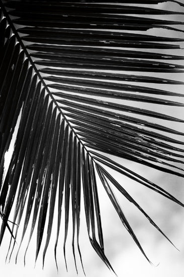 PHOTOWALL / Palm Frond II (e311195)