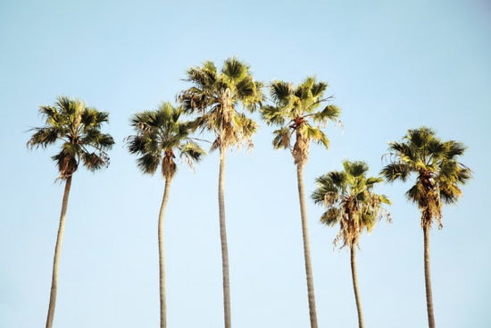 PHOTOWALL / Endless Summer V (e311206)