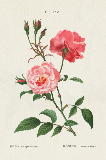 PHOTOWALL / Rosa (e311218)