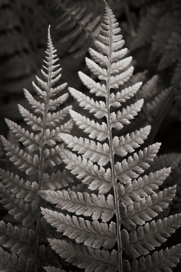 PHOTOWALL / Lady Fern I (e311259)