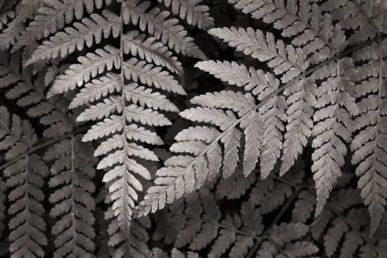 PHOTOWALL / Lady Fern II (e311260)