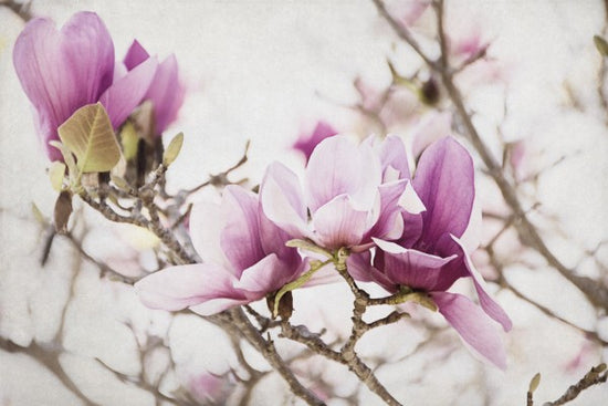 PHOTOWALL / Spring is In the Air III (e311285)