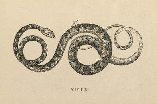 PHOTOWALL / Vintage Viper (e312300)