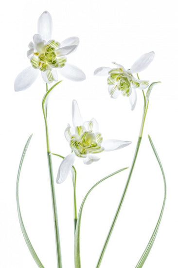 PHOTOWALL / Galanthus Flore Pleno (e312825)