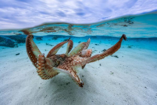 PHOTOWALL / Octopus (e312827)