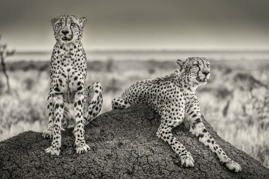 PHOTOWALL / Two Cheetahs Watching Out (e312828)