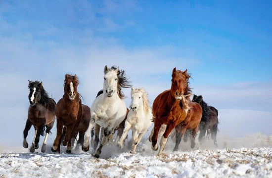 PHOTOWALL / Mongolia Horses (e312871)
