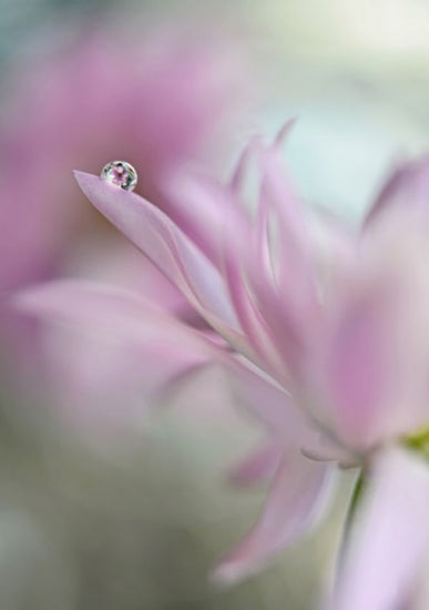 PHOTOWALL / In Pink Delight (e312942)