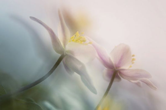 PHOTOWALL / Gentle (e312952)