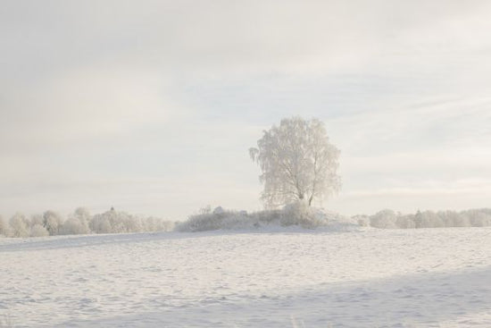 PHOTOWALL / Winter Landscape (e313013)