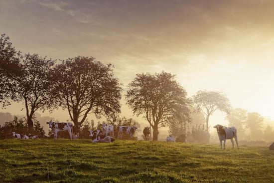 PHOTOWALL / Rural Scene (e313052)