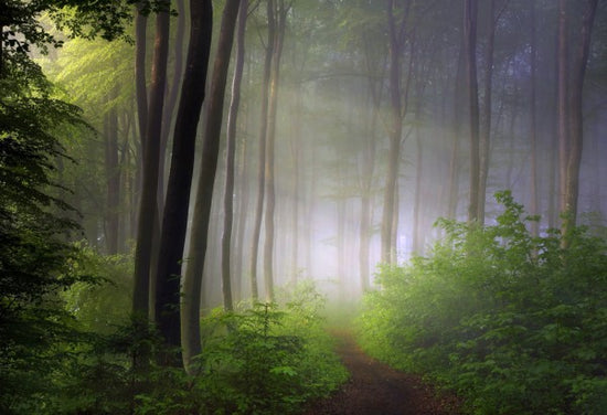 PHOTOWALL / Forest Morning (e312977)