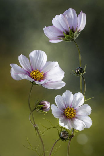 PHOTOWALL / Cosmos (e313002)