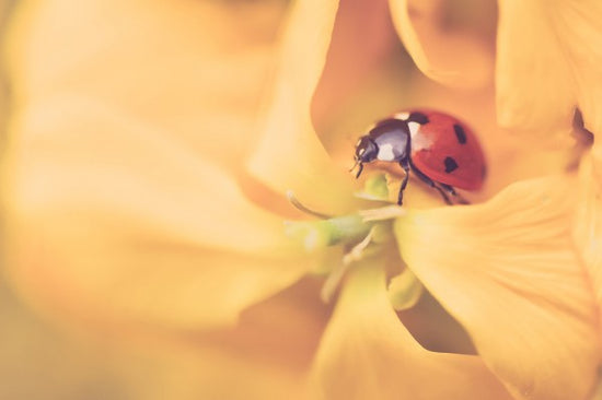 PHOTOWALL / Ladybird Exploring (e313258)