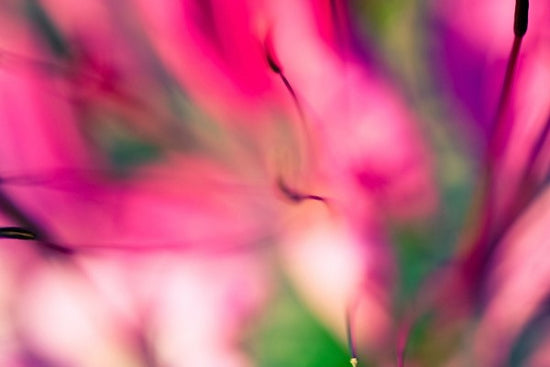 PHOTOWALL / Pink Jungle (e313273)