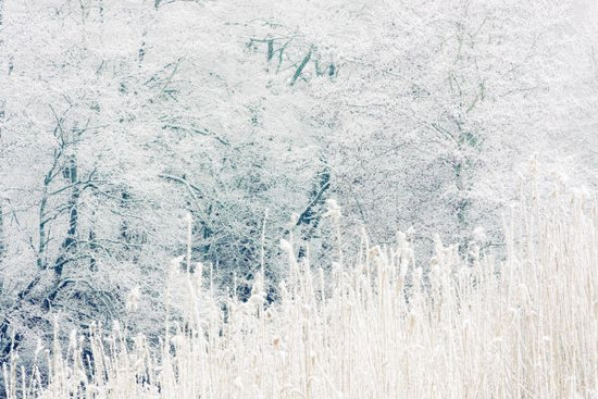 PHOTOWALL / Forest (e313218)