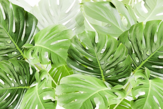 PHOTOWALL / Green Leaves Monstera (e313223)