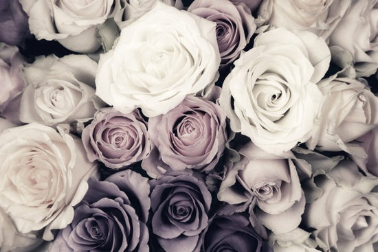 PHOTOWALL / Dark Roses (e313225)