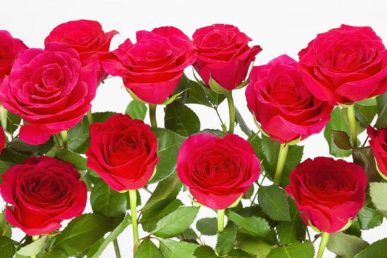 PHOTOWALL / Red Roses (e313228)