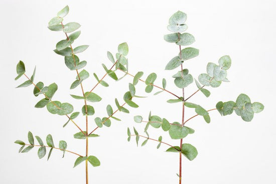 PHOTOWALL / Eucalyptus Plant (e313229)
