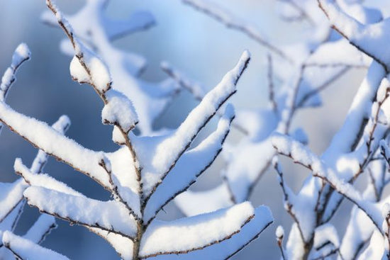 PHOTOWALL / Frozen Branch (e313242)