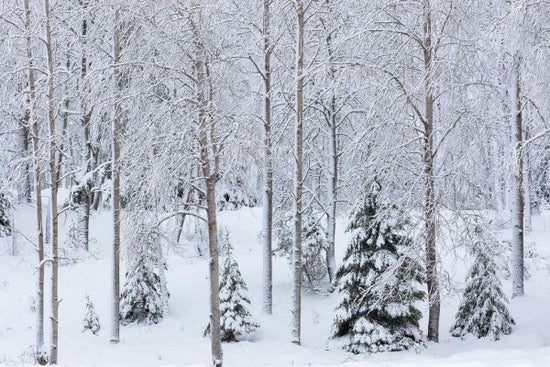 PHOTOWALL / Snow in the Forest (e313243)