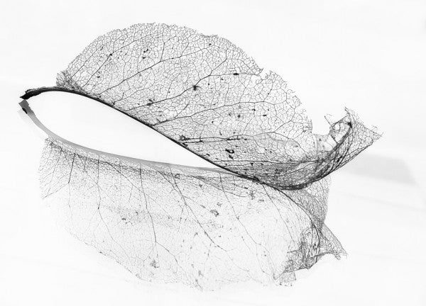 PHOTOWALL / Old Leaf (e313100)