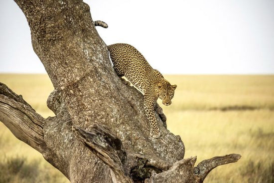 PHOTOWALL / Leopard - Serengheti - Tanzania (e313117)