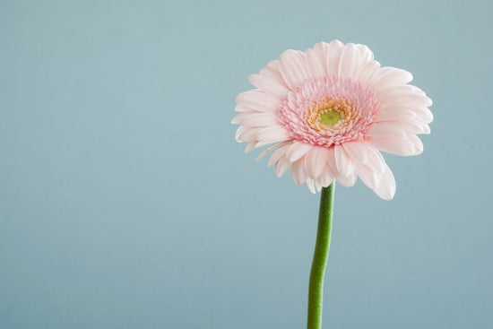PHOTOWALL / Pink Gerbera Up Close (e313358)
