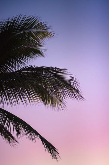 PHOTOWALL / Palm Tree (e313528)