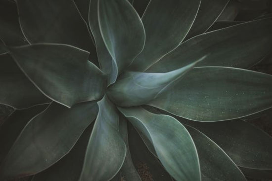 PHOTOWALL / Macro Agave (e313681)