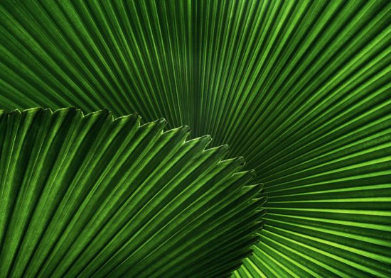 PHOTOWALL / Fan Palm Leaves (e313412)