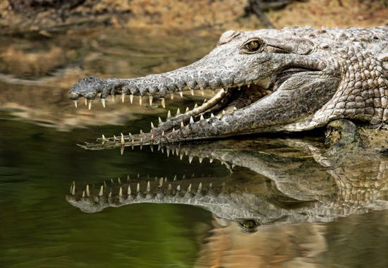 PHOTOWALL / Freshwater Crocodile (e313414)