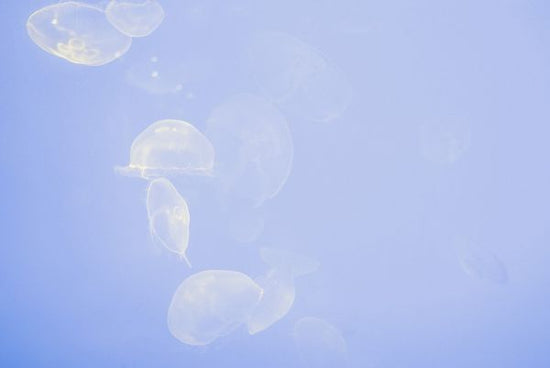 PHOTOWALL / La Rochelle Jellyfish (e313424)