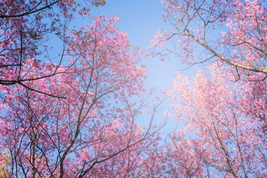 PHOTOWALL / Sky Trees (e313885)