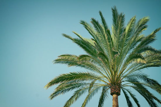 PHOTOWALL / Sunny Hawaii (e313890)