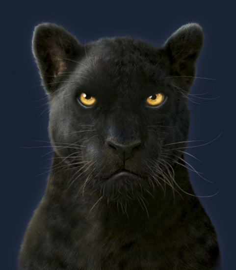 PHOTOWALL / Black Panther Portrait (e313826)