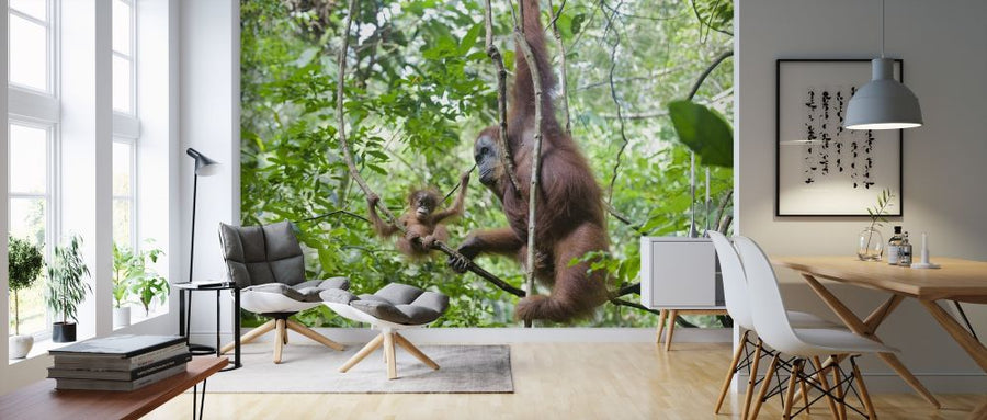 PHOTOWALL / Mother and Baby Orangutan (e314299)