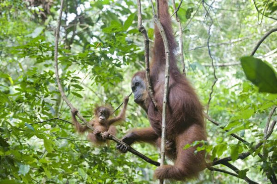 PHOTOWALL / Mother and Baby Orangutan (e314299)