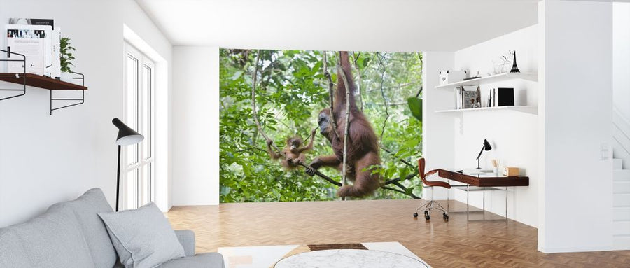 PHOTOWALL / Mother and Baby Orangutan (e314299)