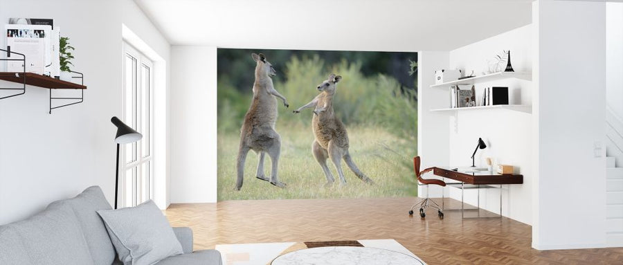 PHOTOWALL / Eastern Grey Kangaroo (e314480)