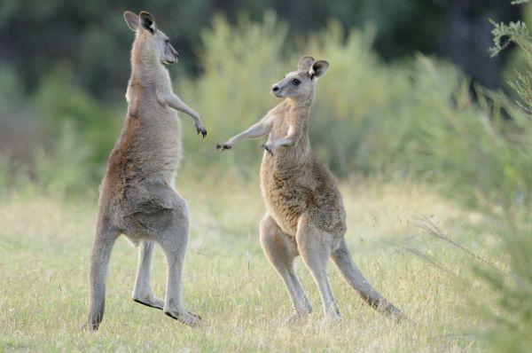 PHOTOWALL / Eastern Grey Kangaroo (e314480)