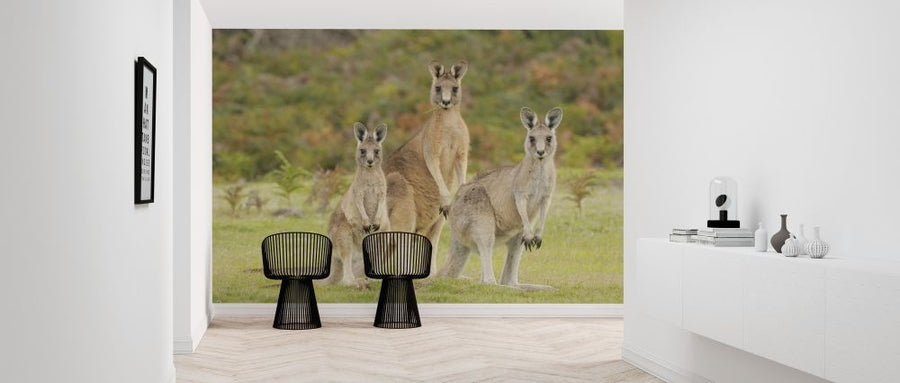 PHOTOWALL / Group of Kangaroo (e314481)