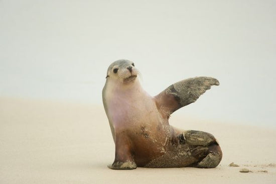 PHOTOWALL / Sea Lion (e314484)