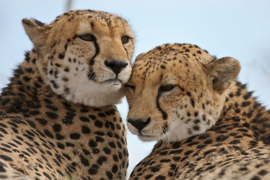 PHOTOWALL / Cheetah Leaning Close (e314486)