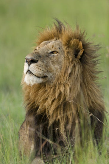 PHOTOWALL / Lion Male (e314495)